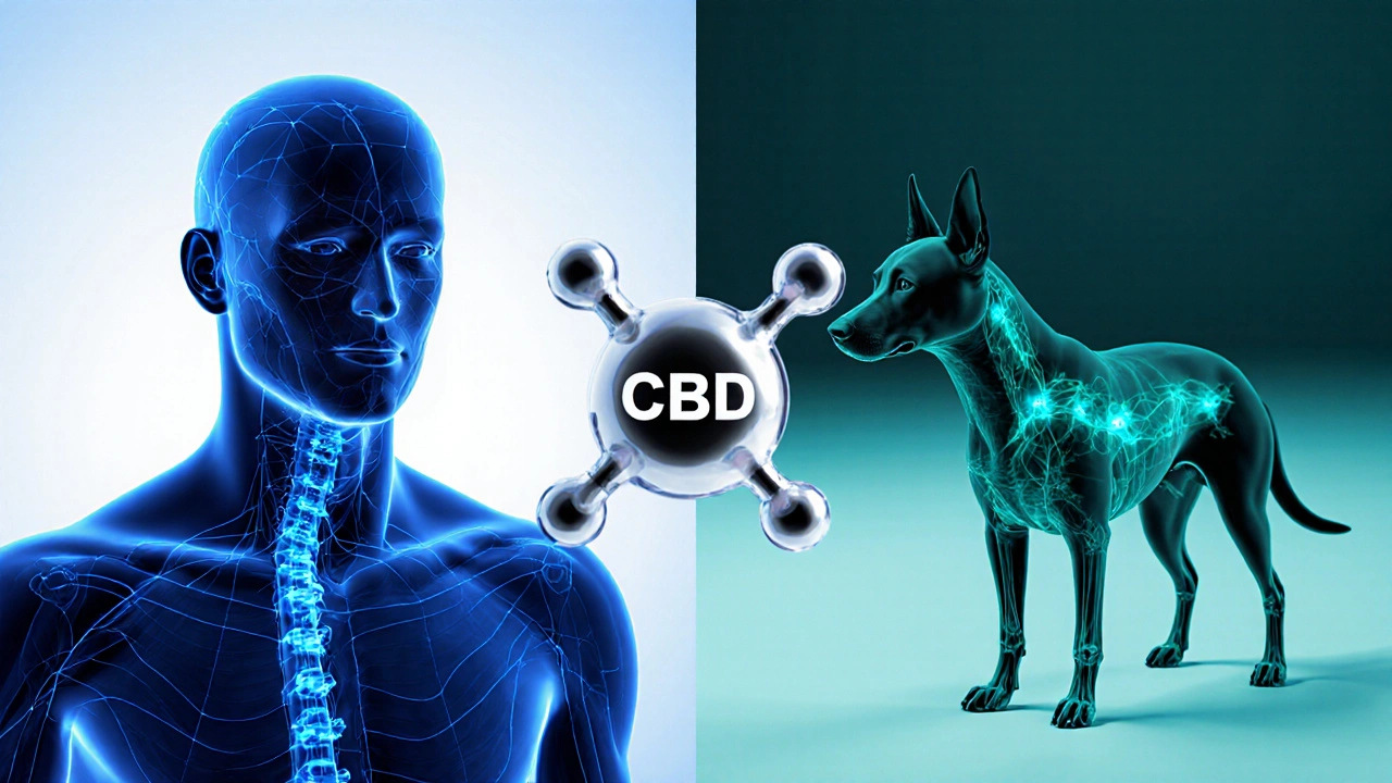 Mensch‑ und Hundesilhouetten mit hervorgehobenen CB‑Rezeptoren und CBD‑Molekül.