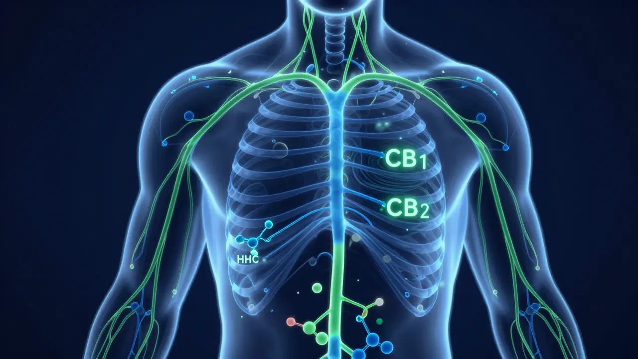 Illustration des Endocannabinoid-Systems mit HHC-Molekülen an Rezeptoren