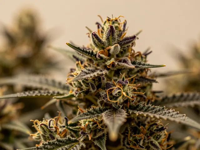 Die beste CBD-Blüte für Schmerz und Schlaf: H4CBD, CBN & Indica im Vergleich