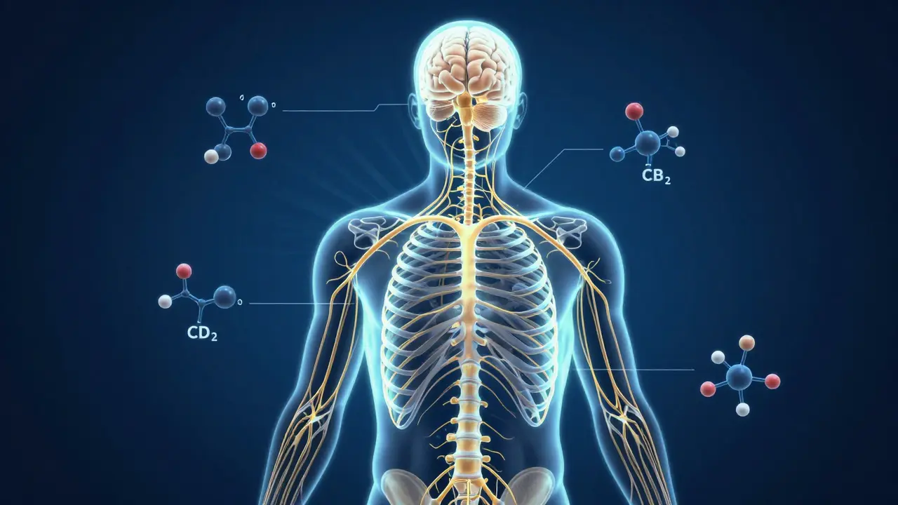 Warum CBD so gut bei Schmerzen hilft: Die Wirkung im Detail