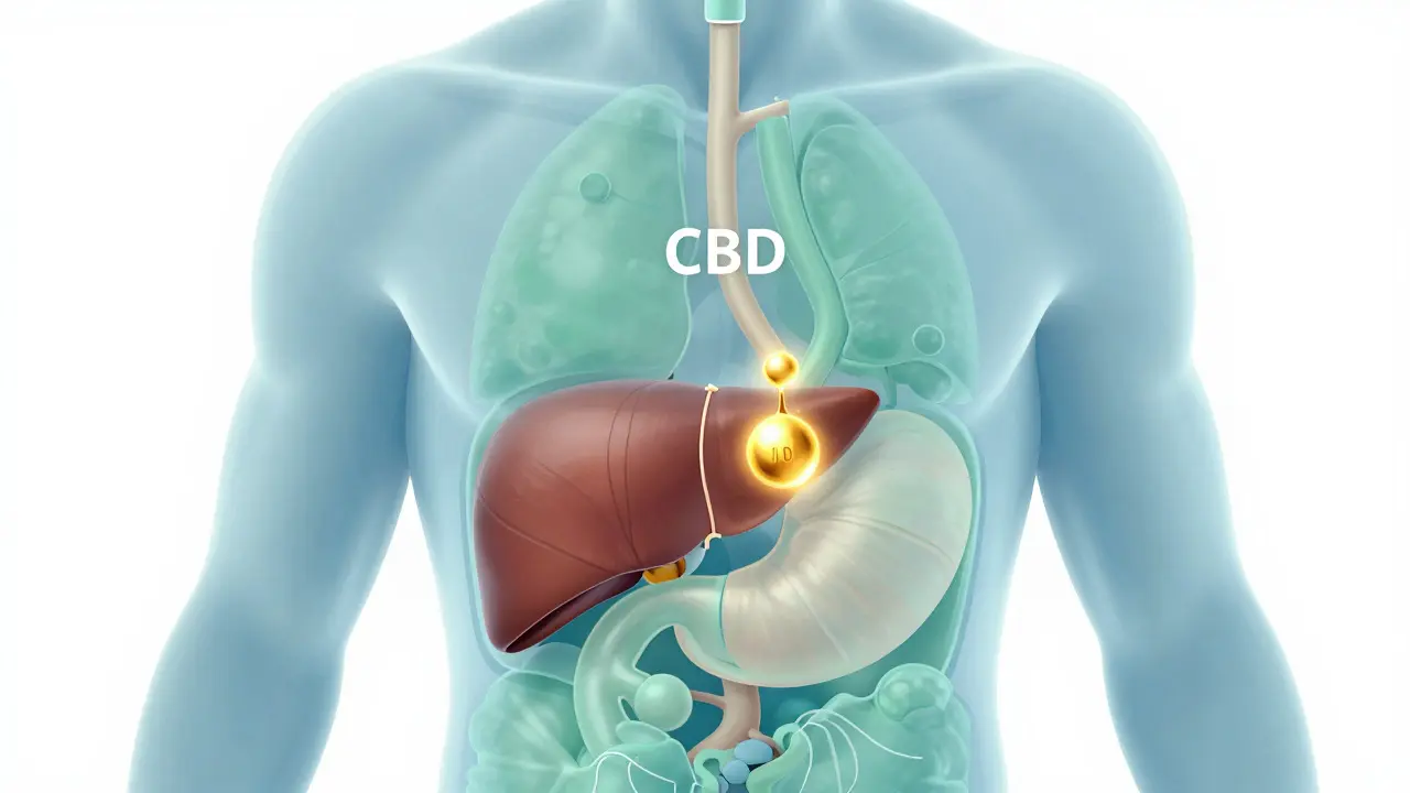 Konzeptuelle Illustration der Verdauung und Leberfilterung von CBD im Körper